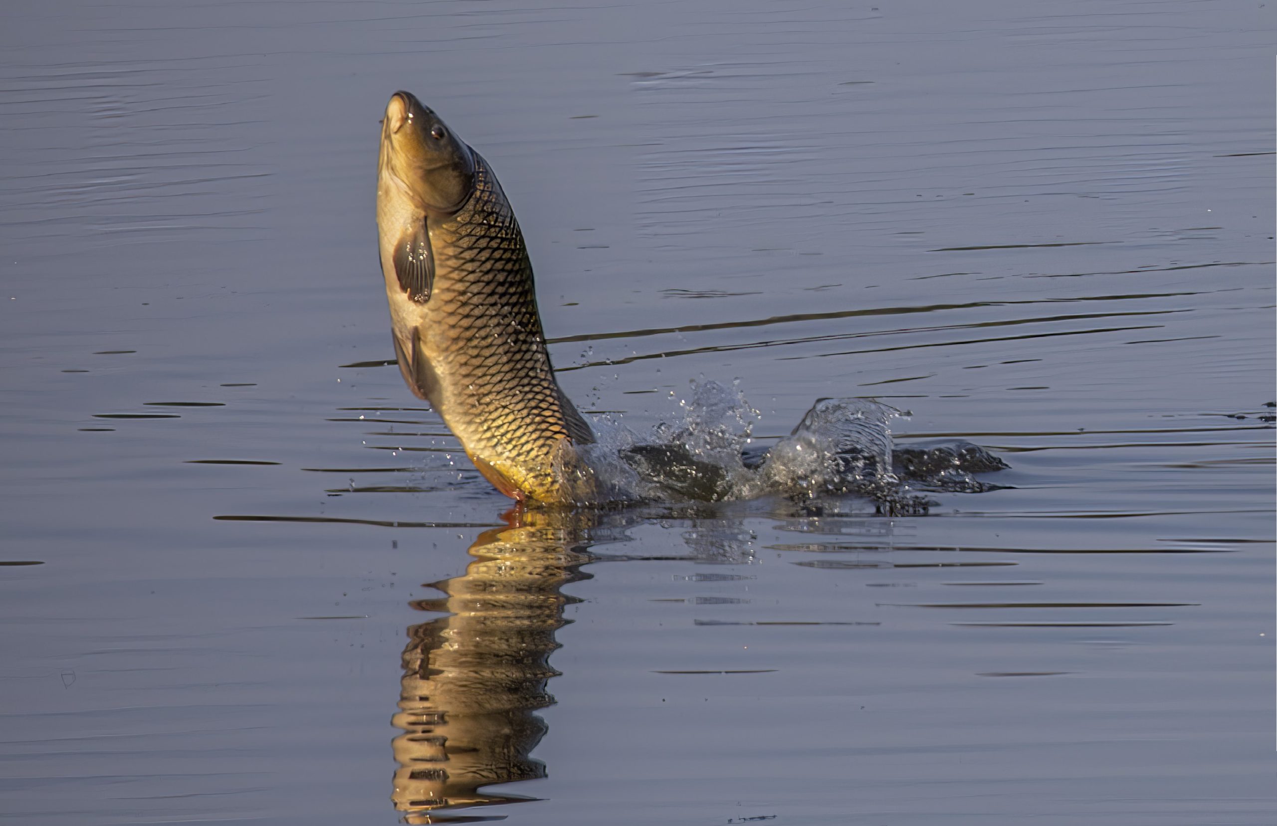 Spro Verkoop -Spro Verkoop Springende karper Ronald De Buck scaled 1
