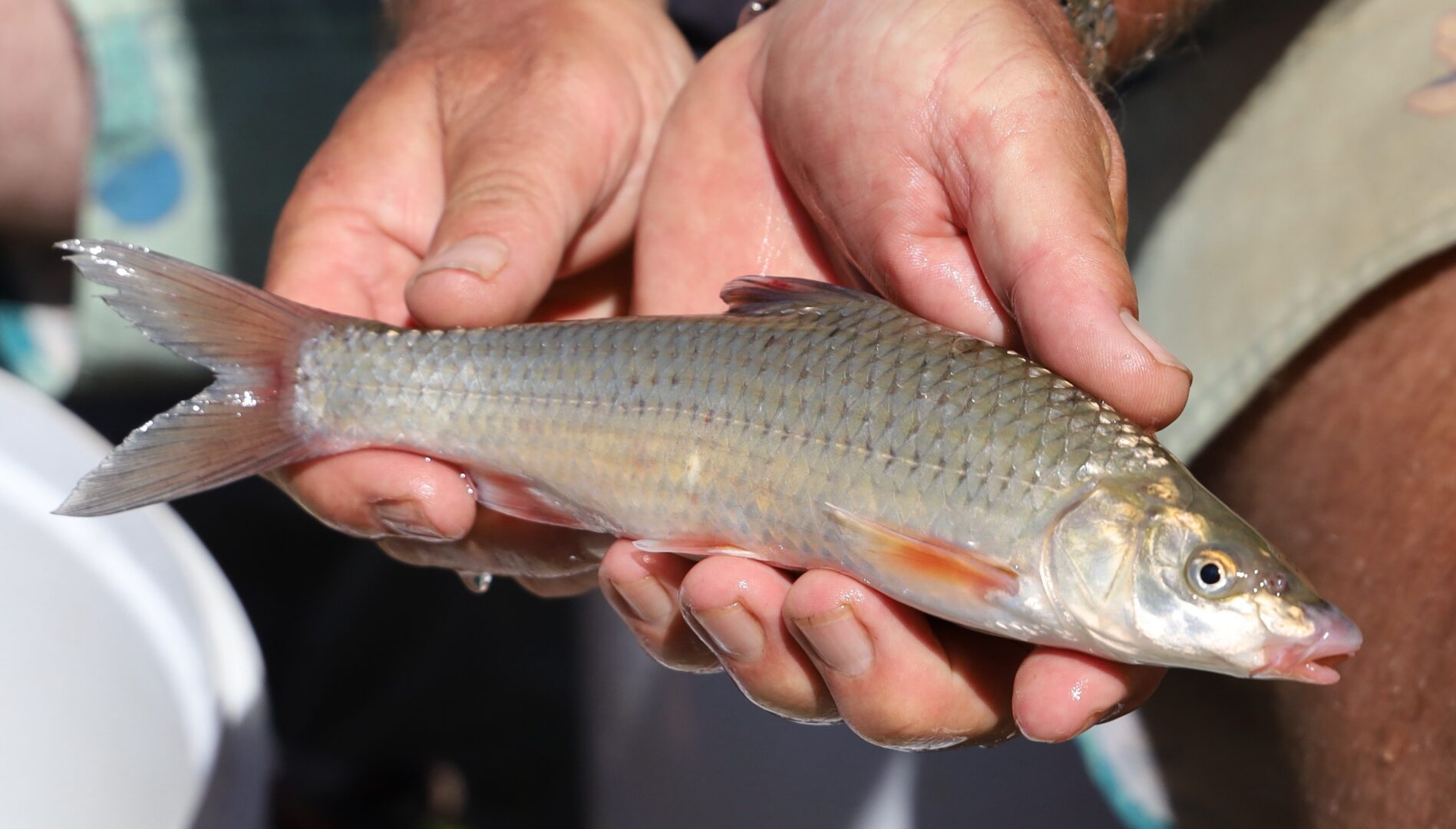 Spro Verkoop -Spro Verkoop Witvis